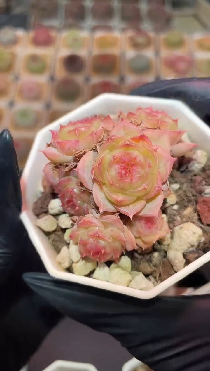 闪购717 蔷薇群多肉一颗  