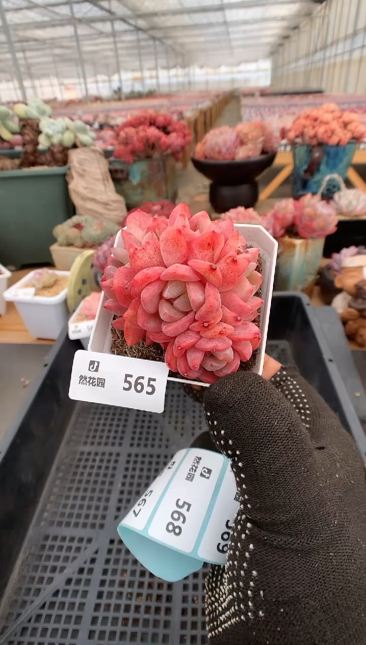 【闪购商品】565太妃糖群一物一拍