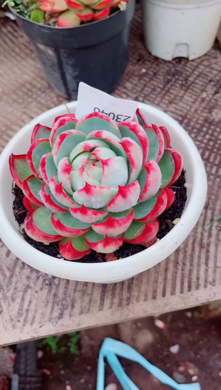 葛****砂跃跃精品多肉23046