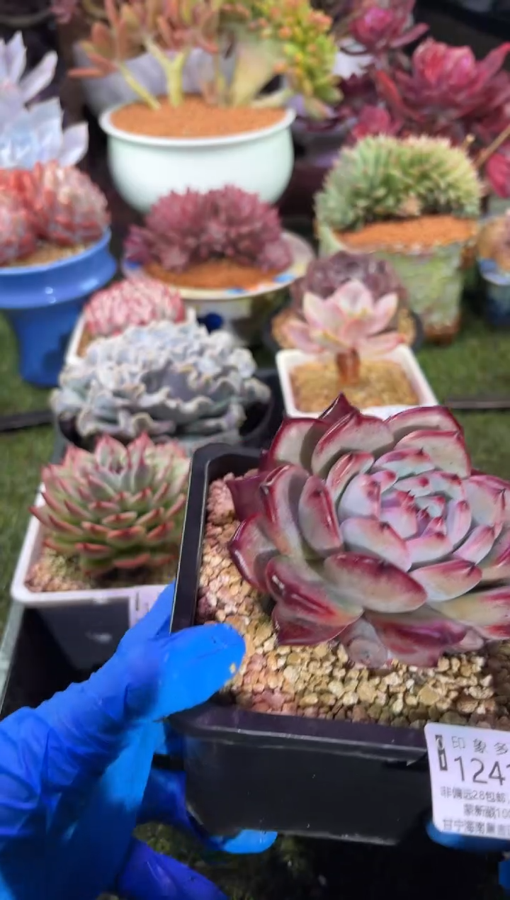 【闪购商品】12415