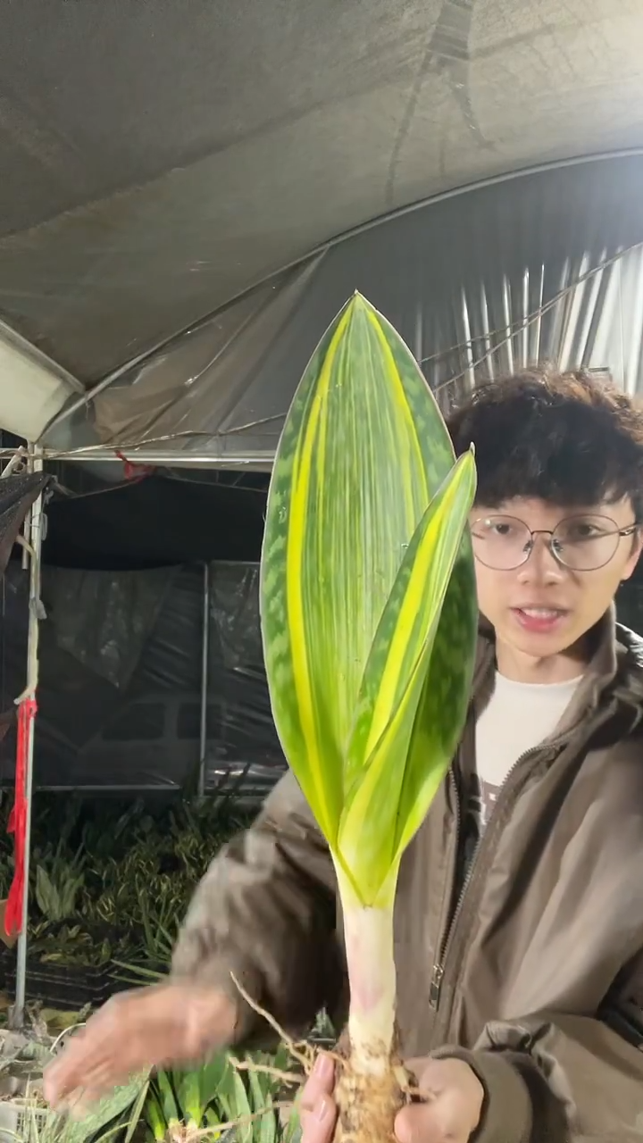 35厘米起黄金宝镜裸根18.8