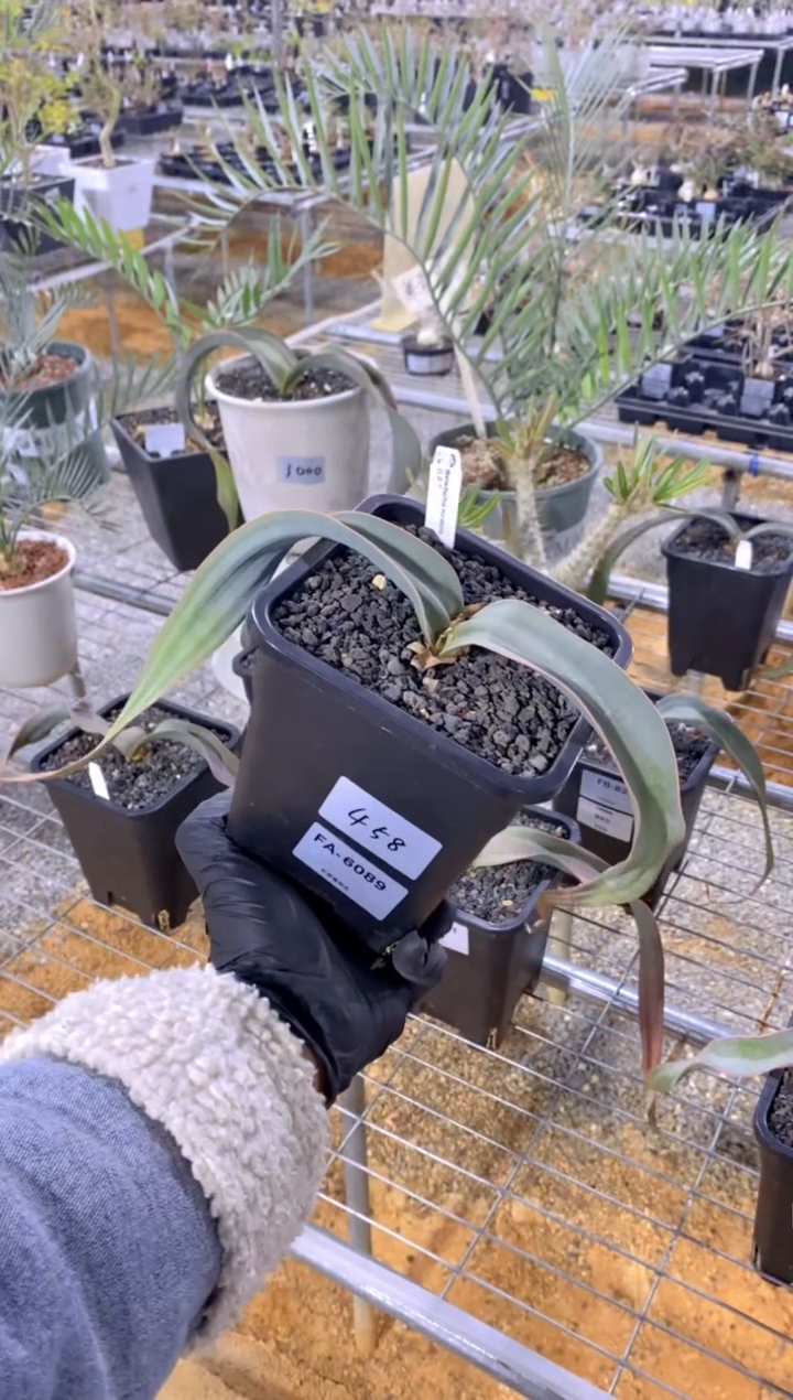 【闪购商品】百岁兰FA-6089