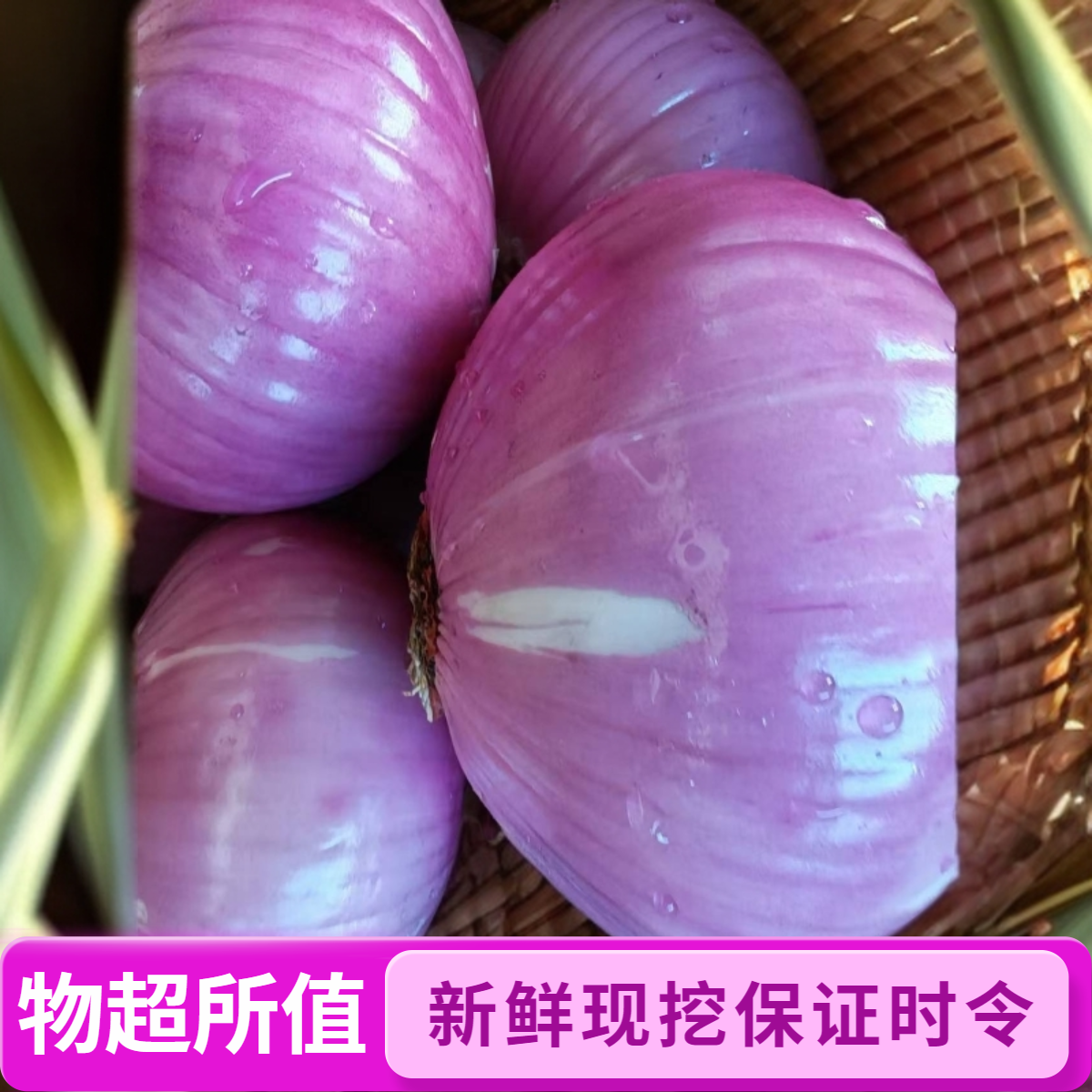 新鲜洋葱现挖紫皮洋葱炒菜凉拌时令蔬菜嫩可口紫洋葱