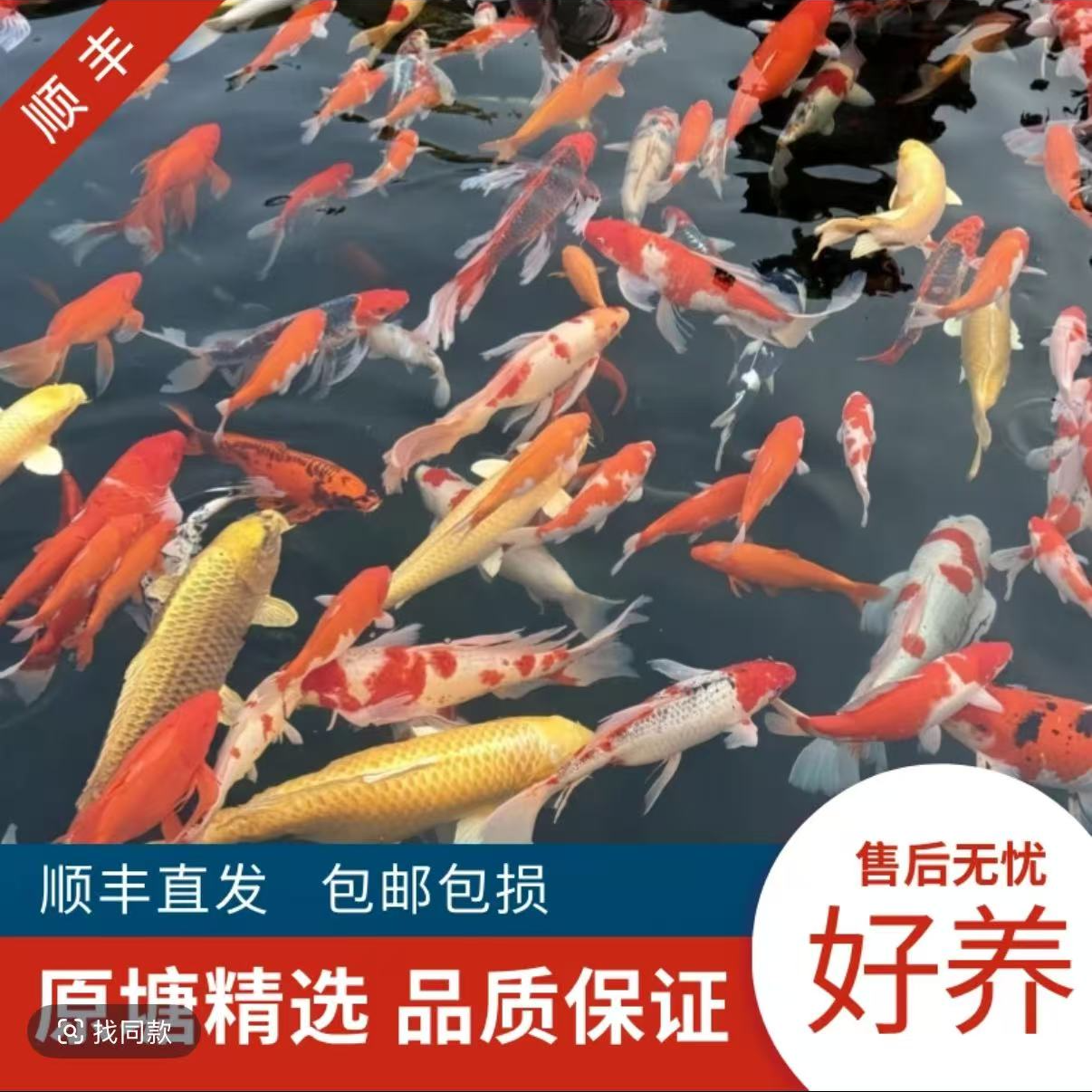 耐活好养精品锦鲤黄金白金黑金红白大正昭和绯写秋翠熊猫观赏鱼