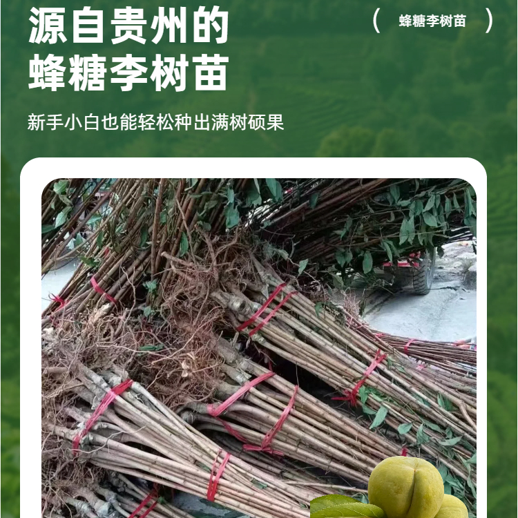 贵州六马蜂糖李子树李子苗正宗蜂糖李现挖现发裸根甜脆