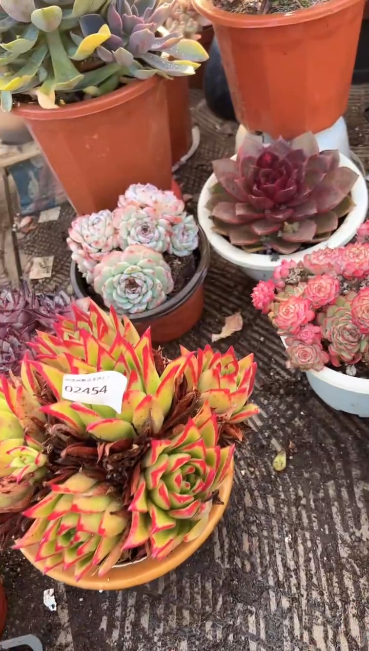 夏*嫣多肉植物一物一拍02454