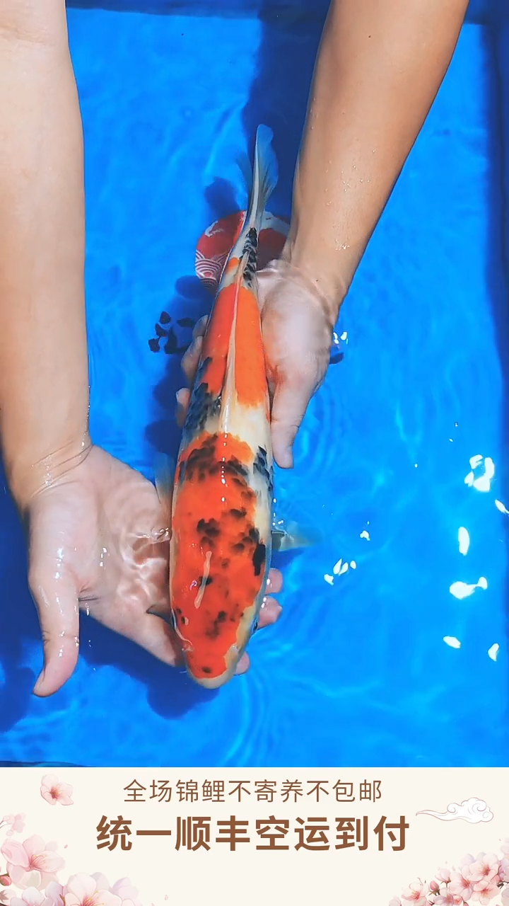 锦鲤伊佐昭和--011 （顺丰空运到付）