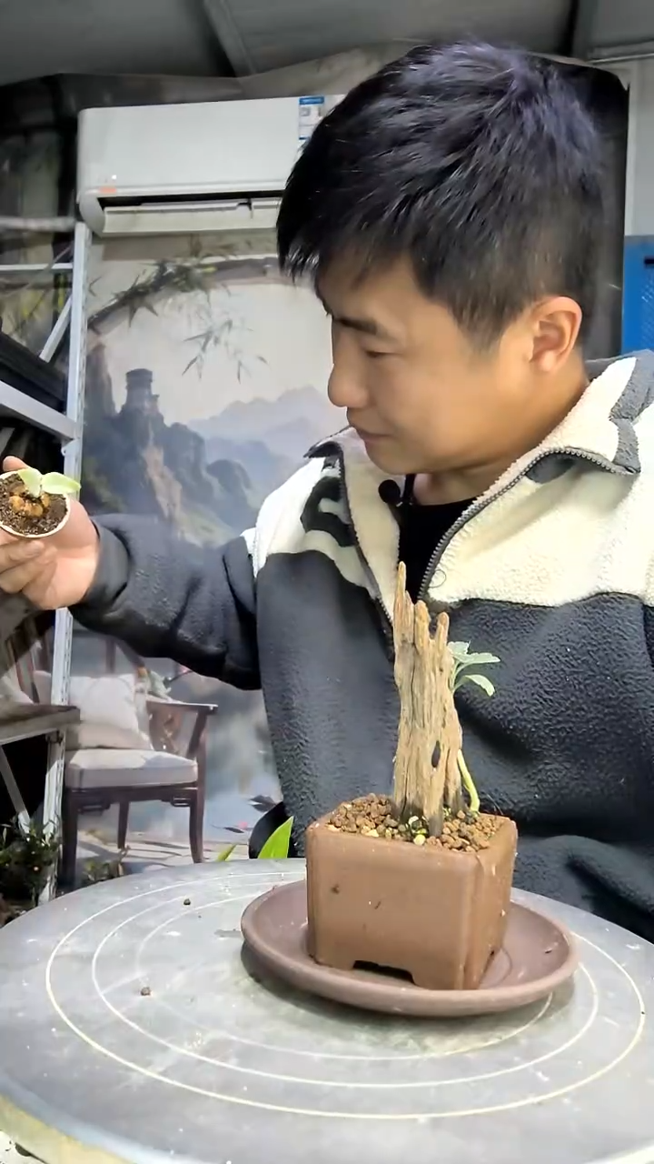 启**术中青园艺一物一拍花35