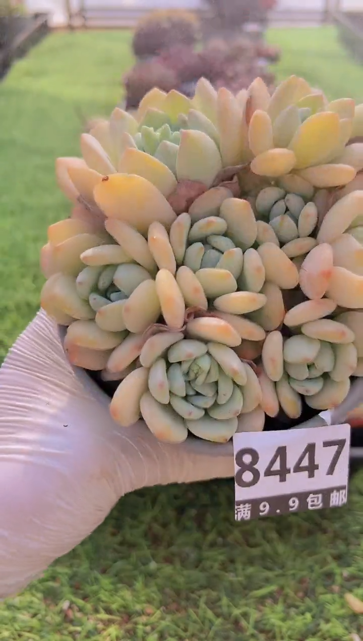 【闪购商品】信福多肉一物一拍