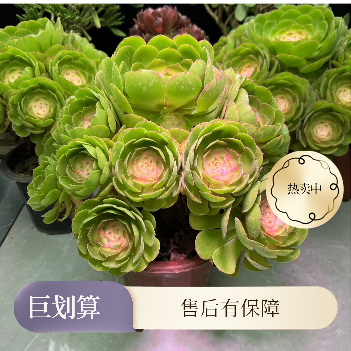 [5年老桩超大号]  白茶仙子 新品法师 无需光照 耐高温 懒人植物