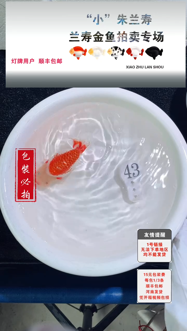 金鱼没拍包装顺丰到付1~3条每包43号