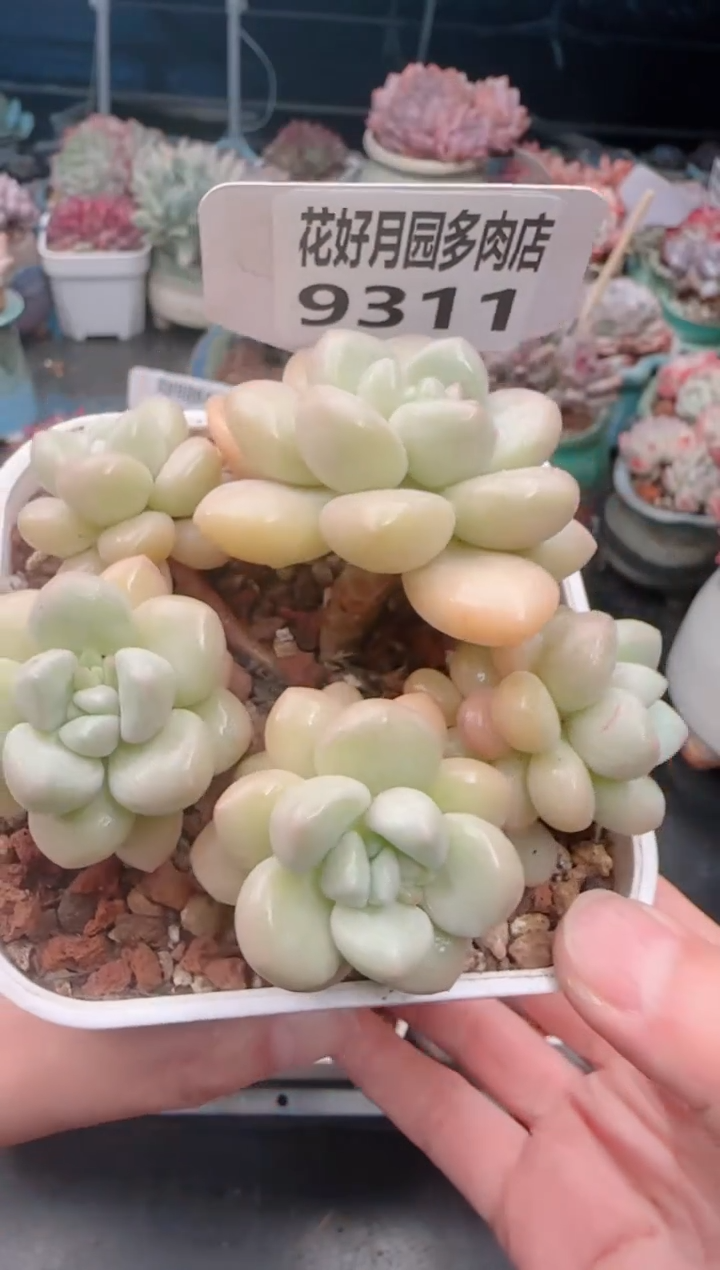 【闪购商品】9311.