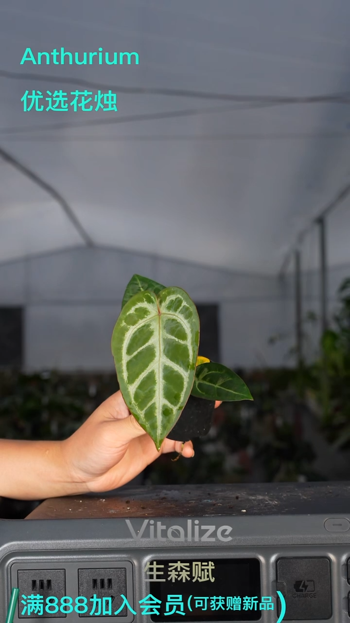 完全开放粉柠檬杂 27号