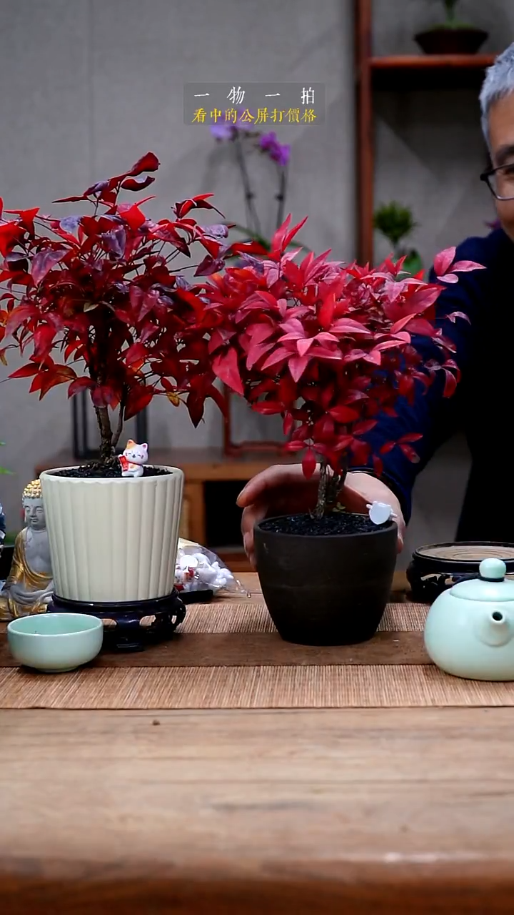 完全开放豪468南天竹