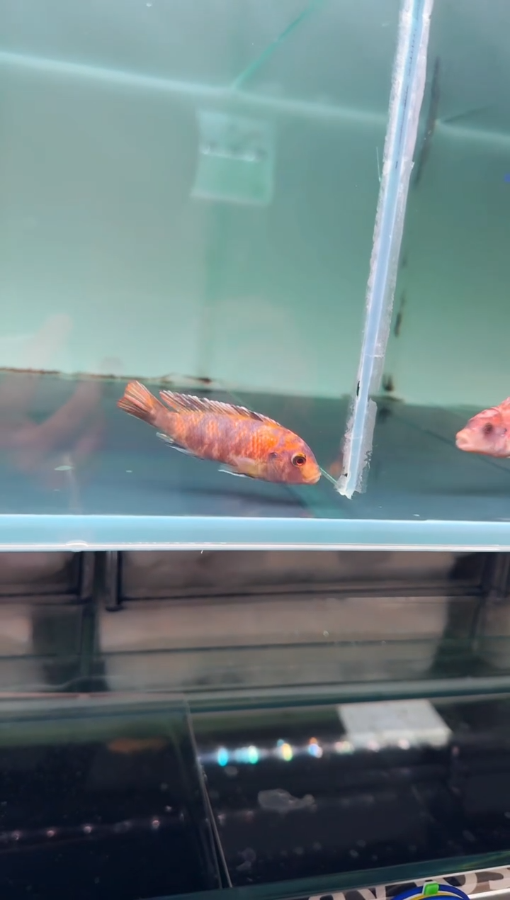 慈鲷鱼全花果酱猫8-9cm一条