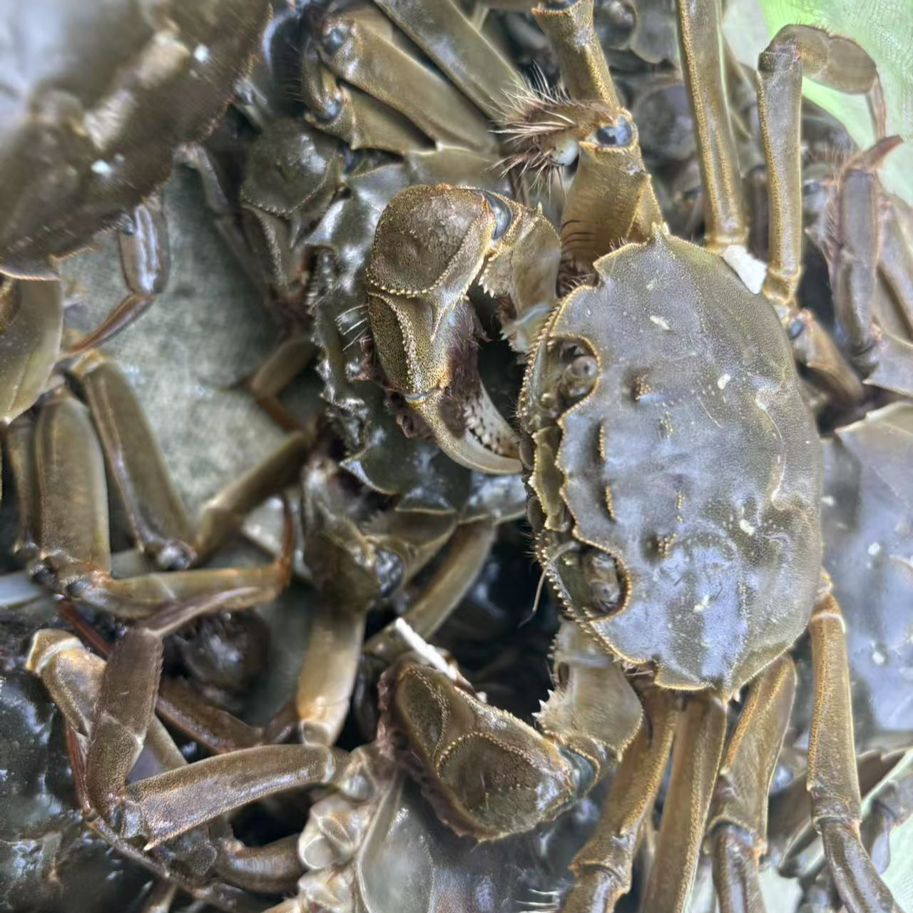 【活蟹】当涂水产 鲜活母蟹 1.8-2.1两每只 12只螃蟹