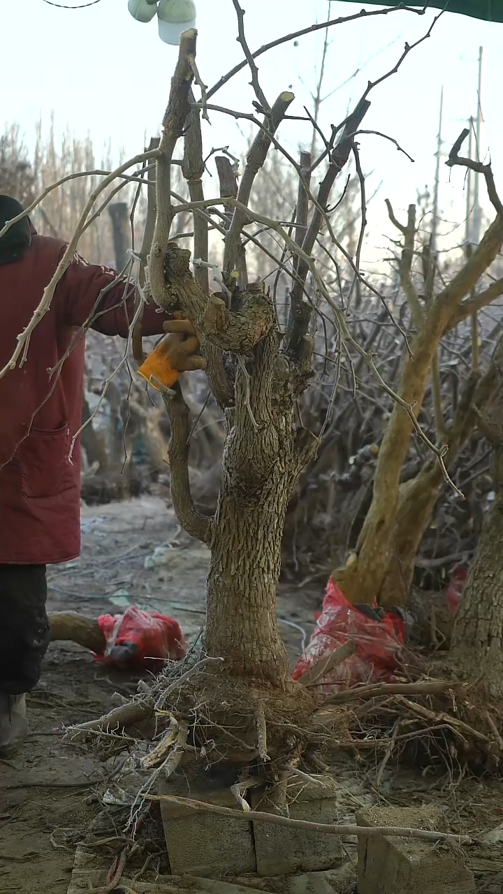 完全开放古****）枣树1188