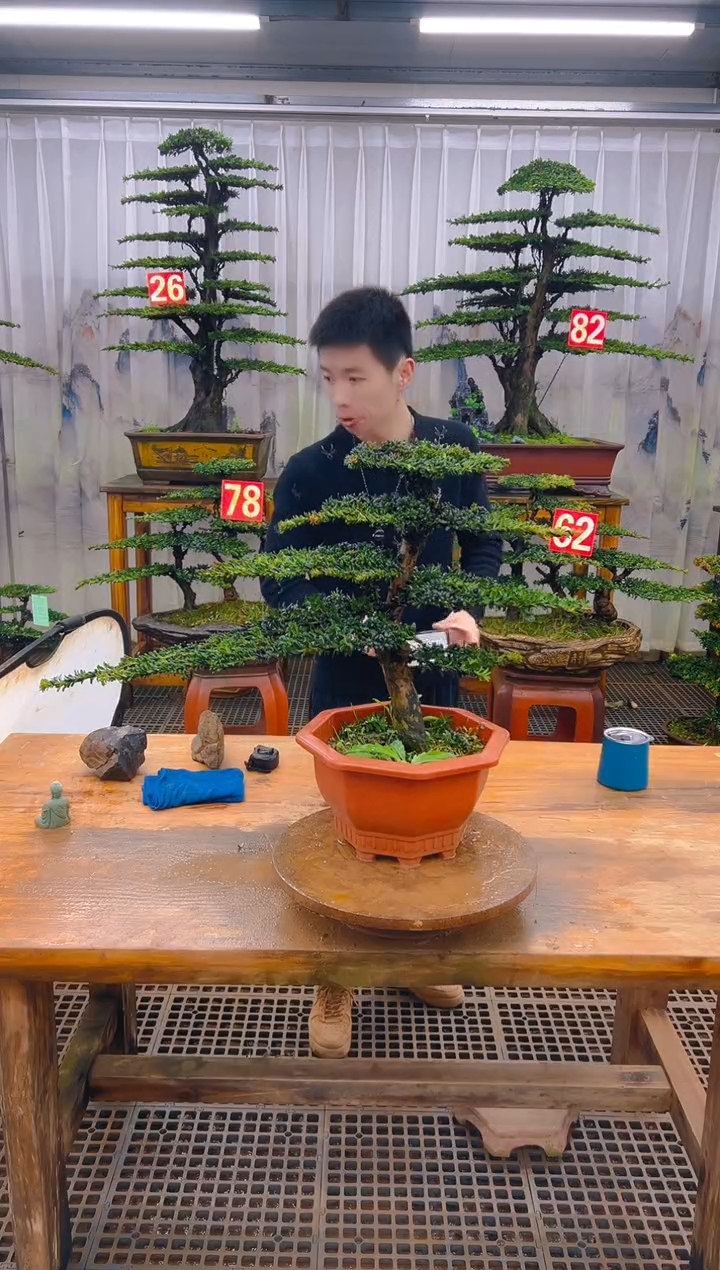 无花朵精品盆景直播间一物一拍