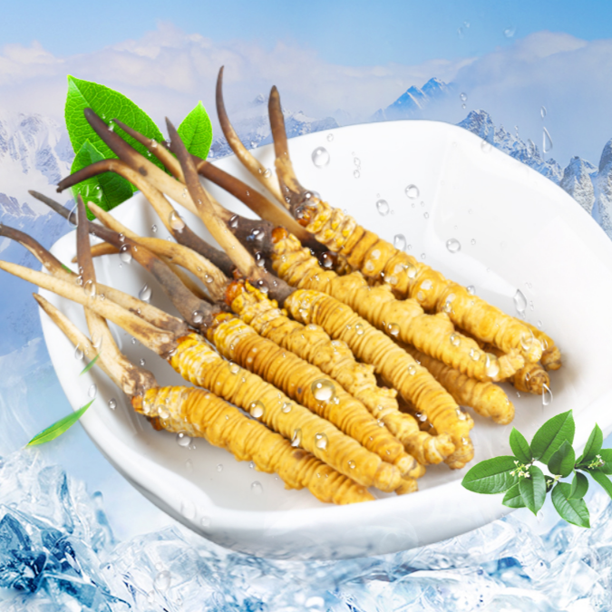 【0.6克/根鲜虫草】冬虫夏草2025头茬头期小嫩芽鲜草