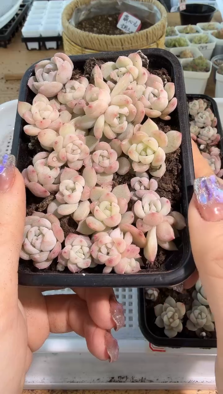 T10切糕1盒 量拍混发