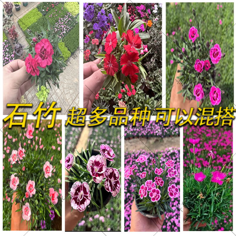 【多种石竹盆苗搭配】多年生四季开花草坪耐寒耐旱庭院盆栽绿化苗木