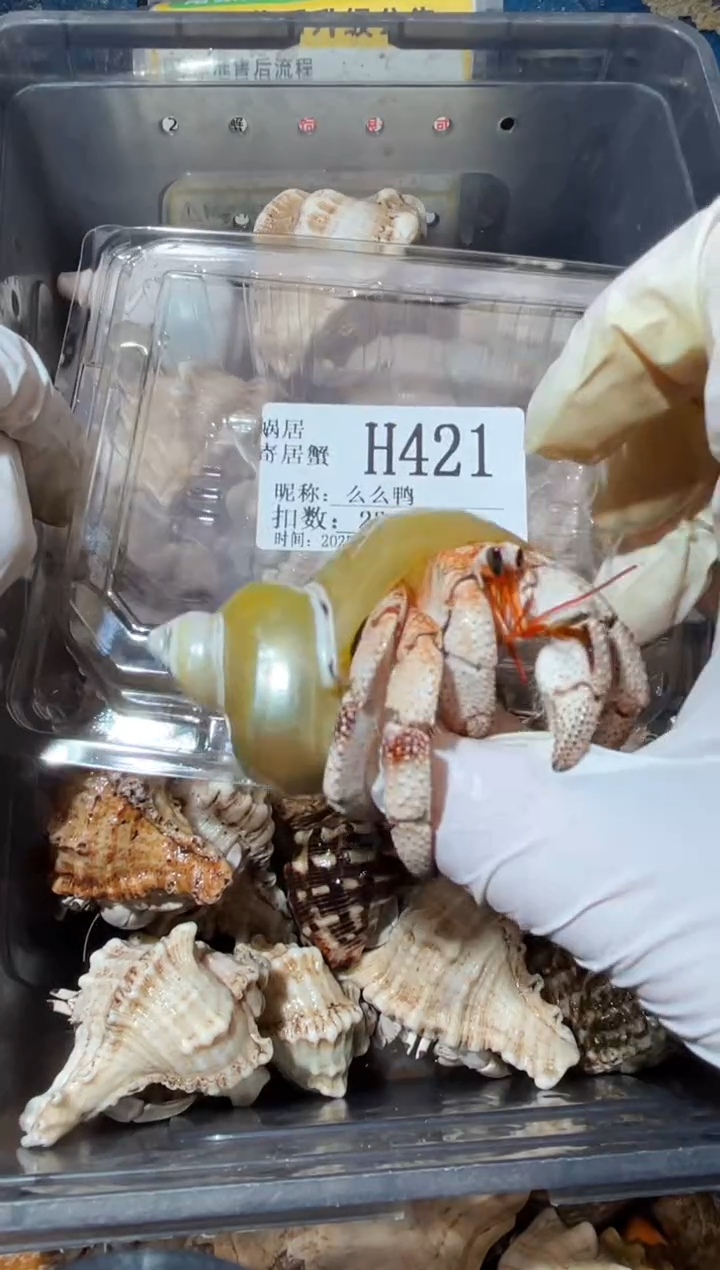蜗居异宠421大小眼马岛