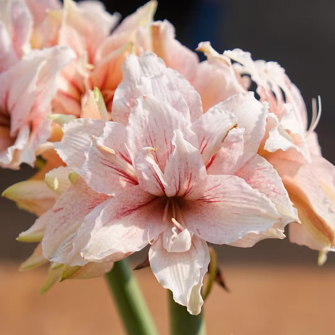 【舞动人心】直播间讲解为准★朱顶红种球