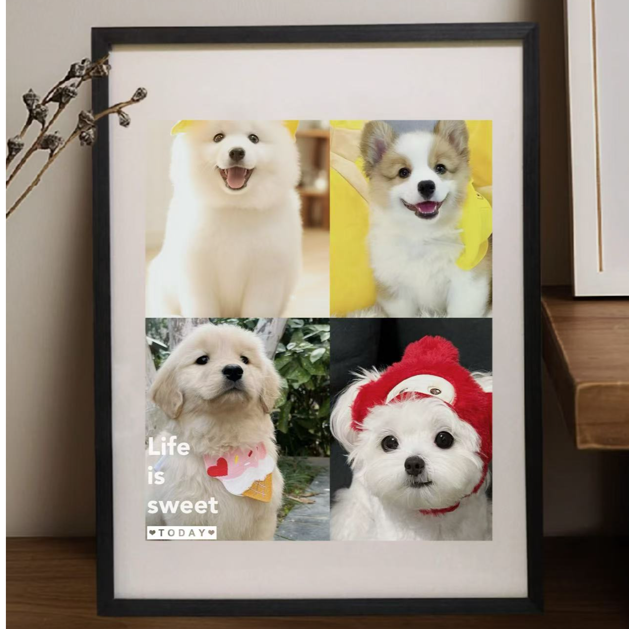 宠物相册记录美好时光