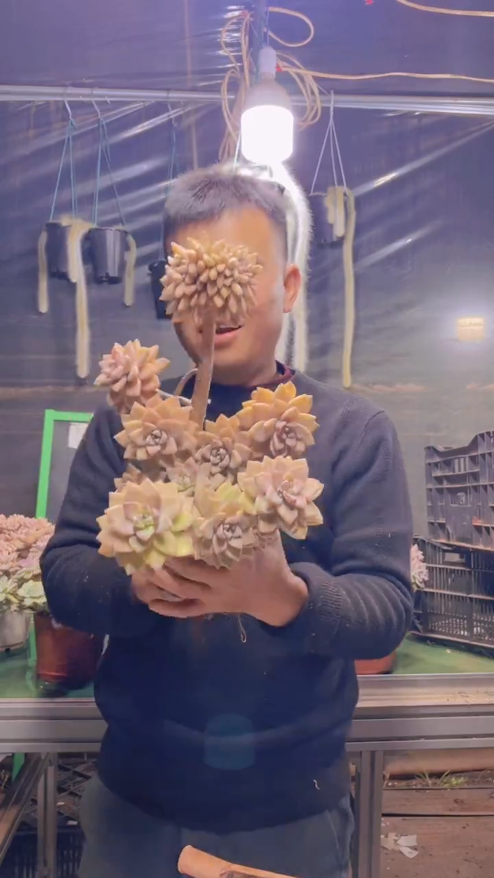 230淡雪缀化一物一拍