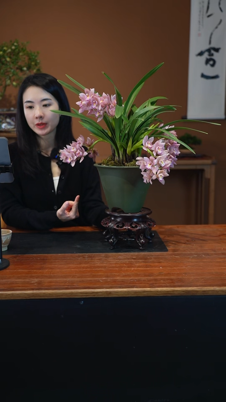 全部花朵小粉盆景盆景盆景