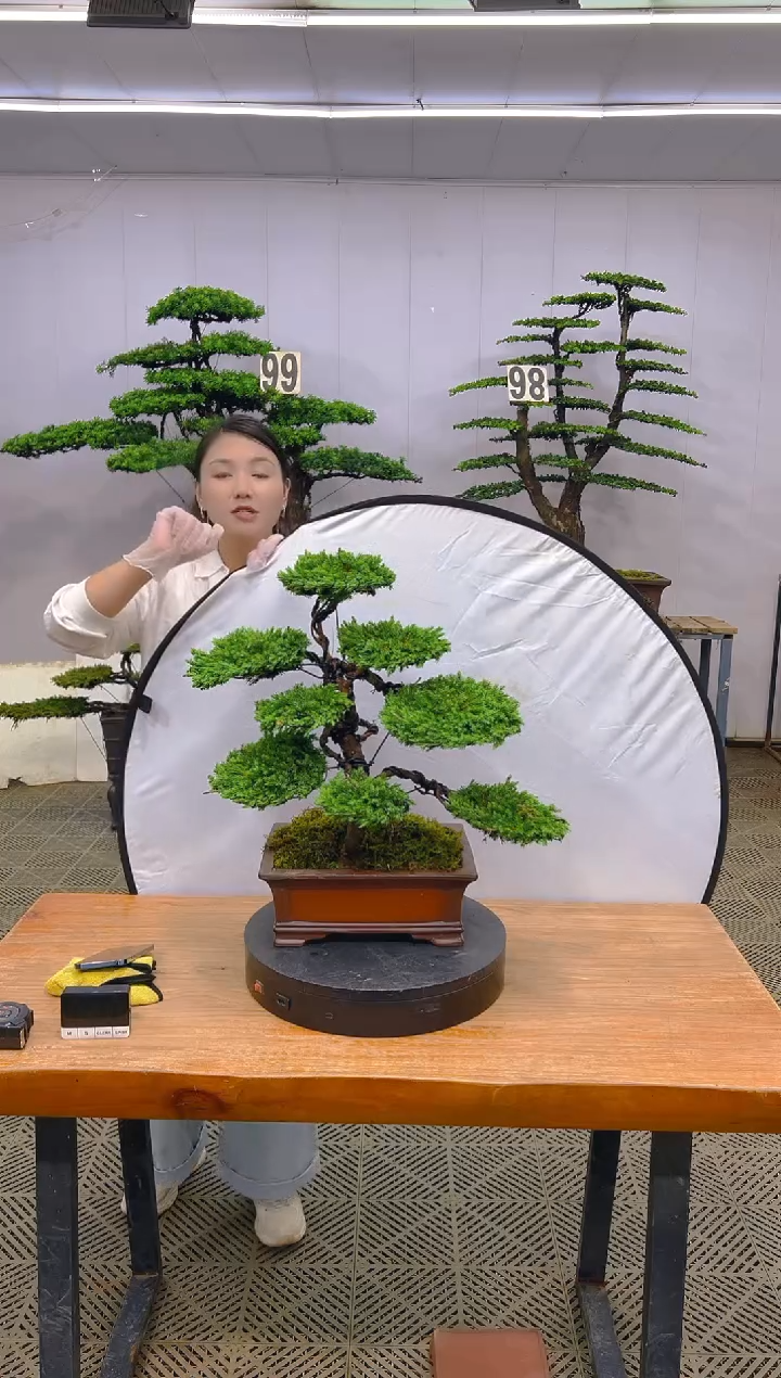 无花朵真柏盆景....