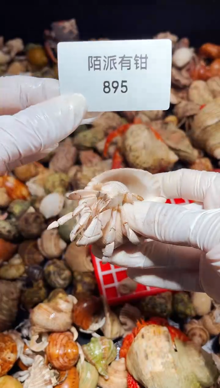 陌派有钳红海895