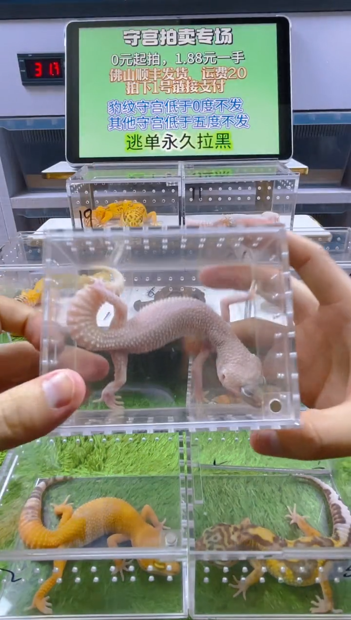 豹纹守宫可爱温顺好玩守宫迷人