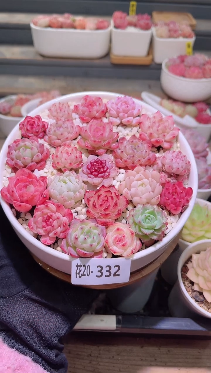 【闪购商品】20-332含盆含土含石子分开发