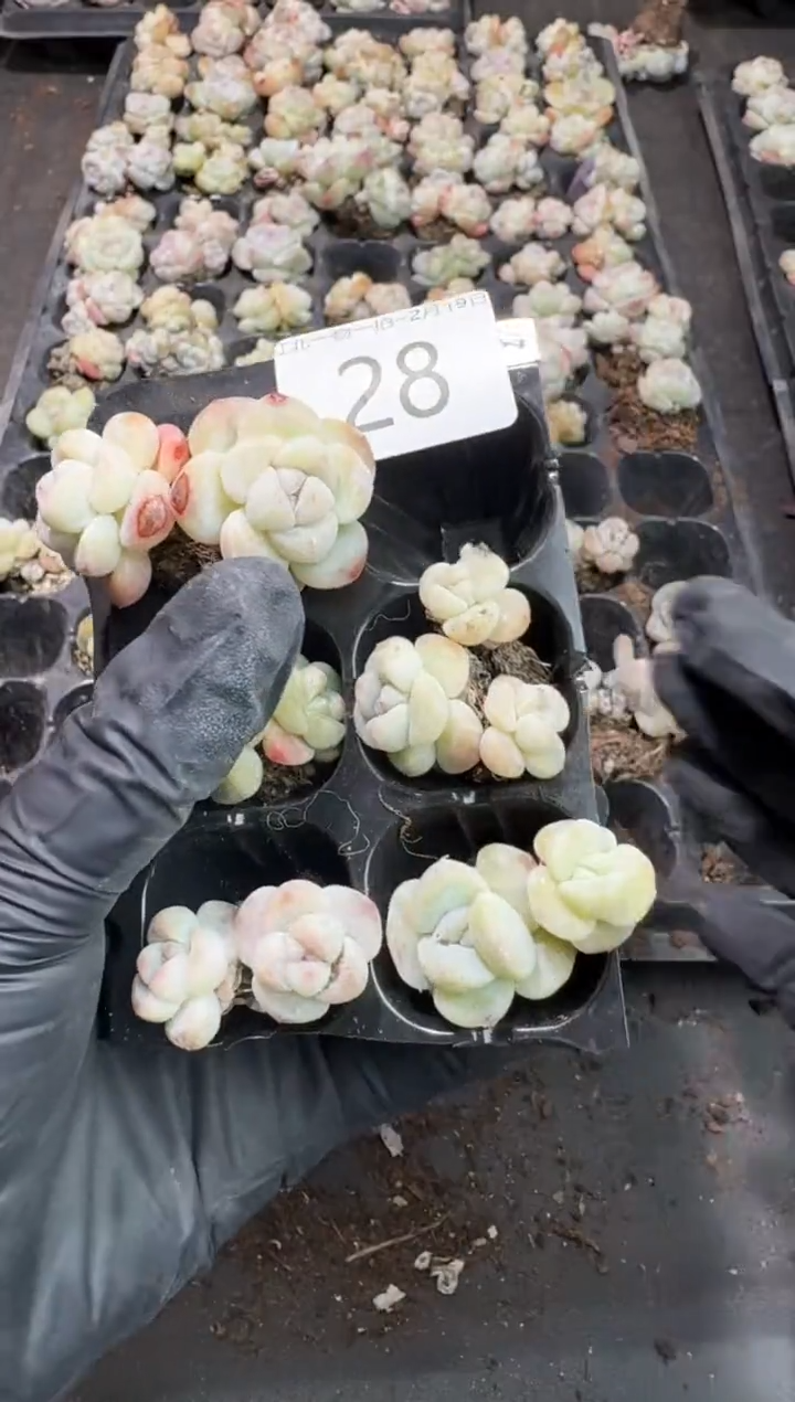 【闪购商品】28号到手一框-江北一物一拍
