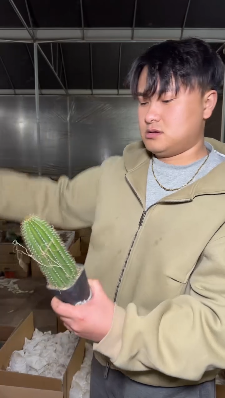 4颗 高7-10cm 大凤龙【带根】