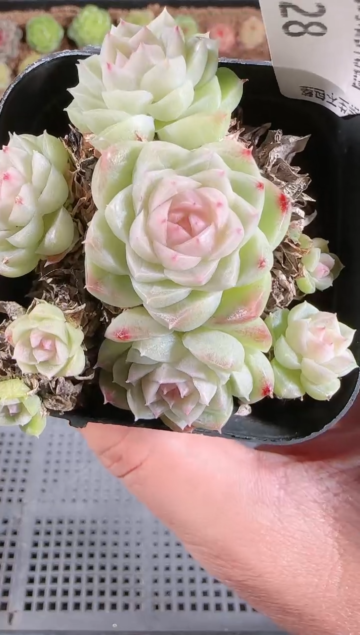 1130-28多肉群生不包整