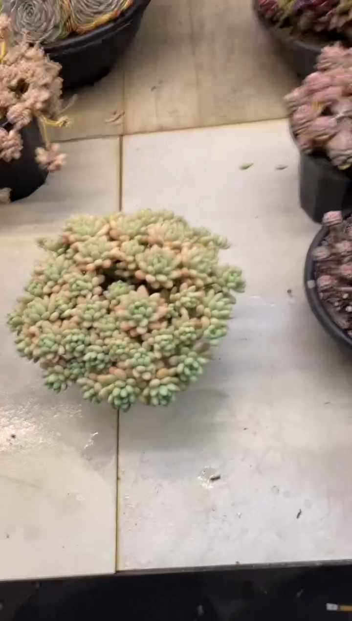 【闪购商品】2-107鱼子酱