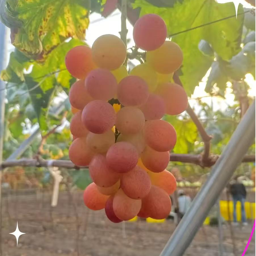 【妮娜皇后】葡萄界的天花板，口感非常甜，冰凉的感觉，吉林省