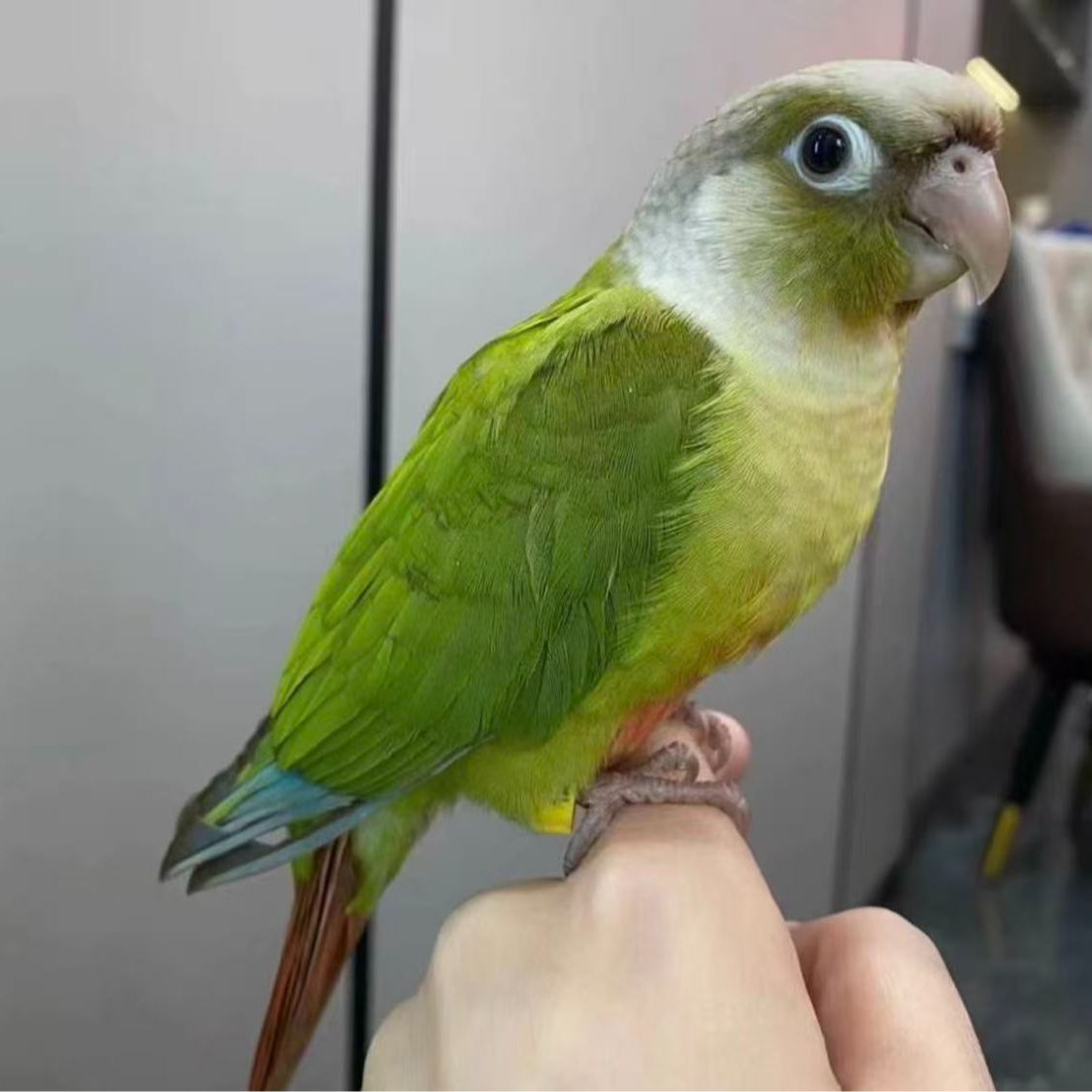 手养活体鹦鹉雏鸟可学舌互动亲人的宠物鹦鹉