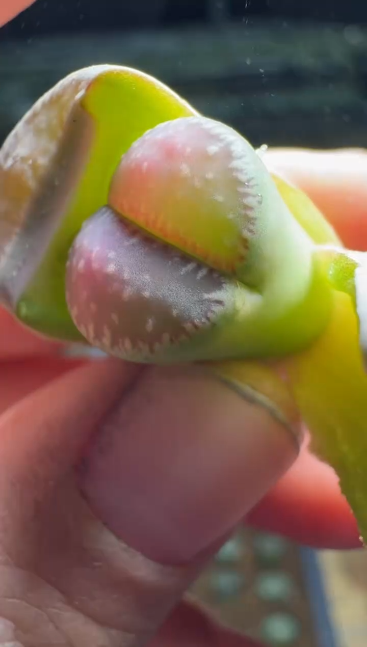 【闪购商品】15-290