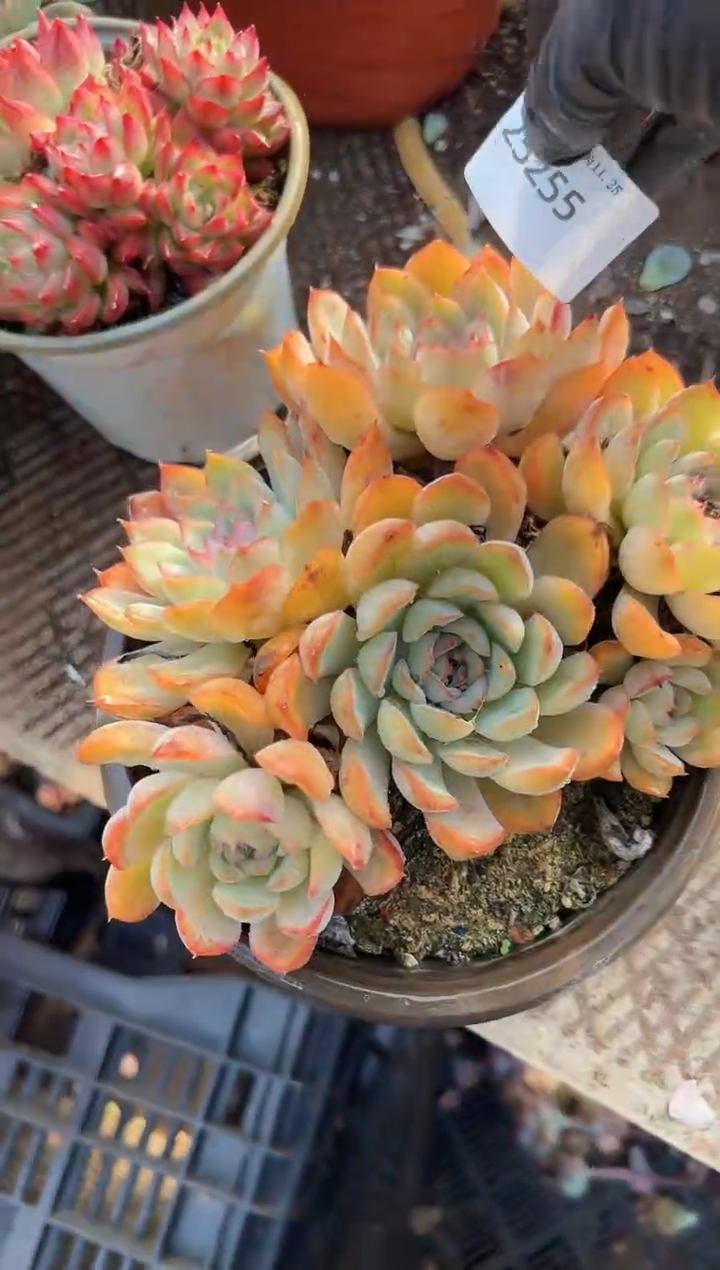 徐*花多肉植物一物一拍25255