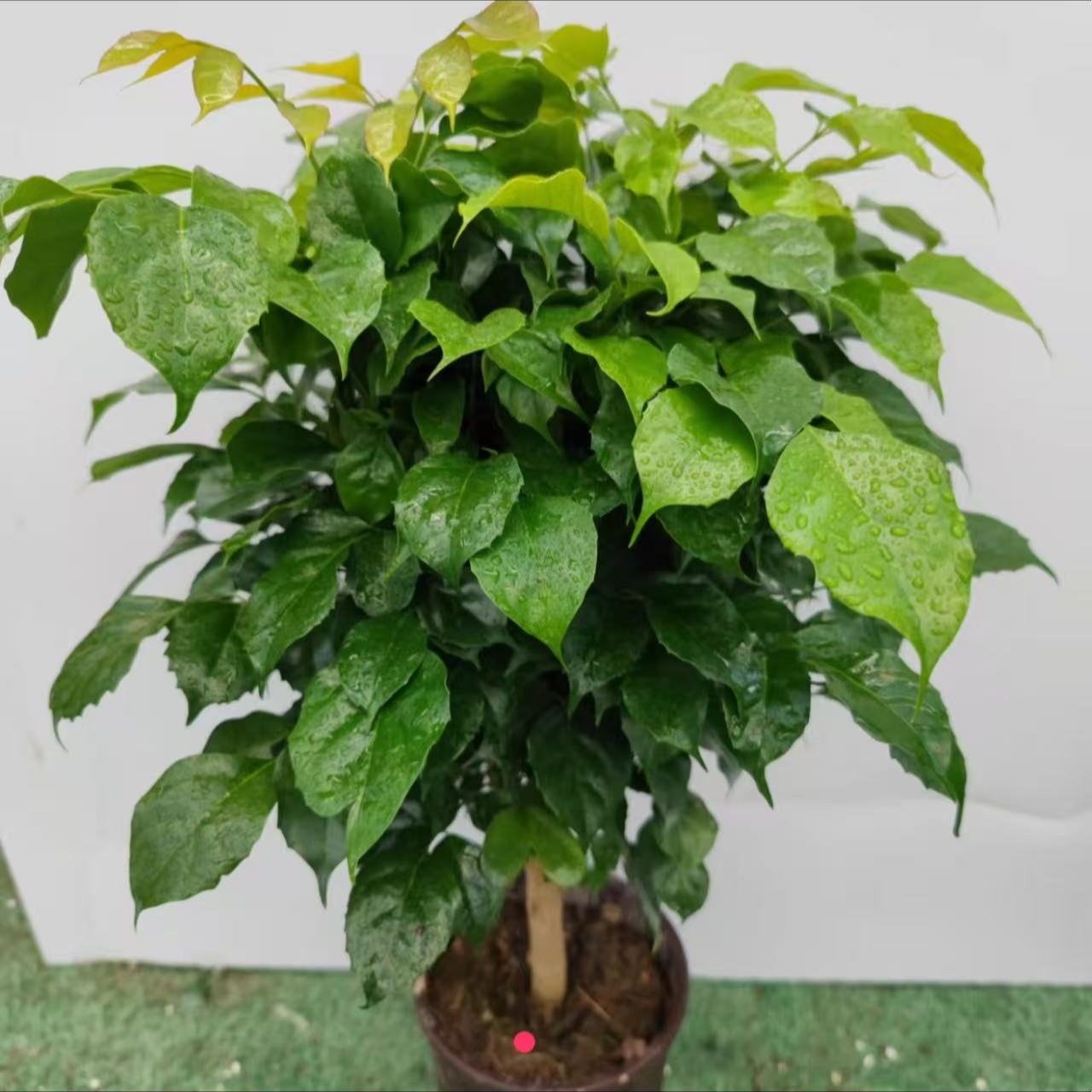 【主播严选】单杆老桩绿宝幸福树盆栽室内好养净化空气绿植