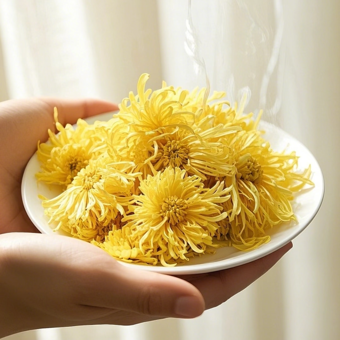 金丝皇菊无熏染一朵一泡