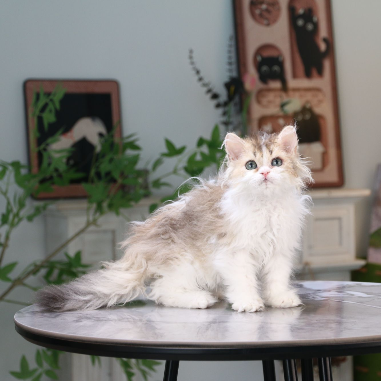 赛尔凯克卷毛猫活体猫咪金加白弟弟