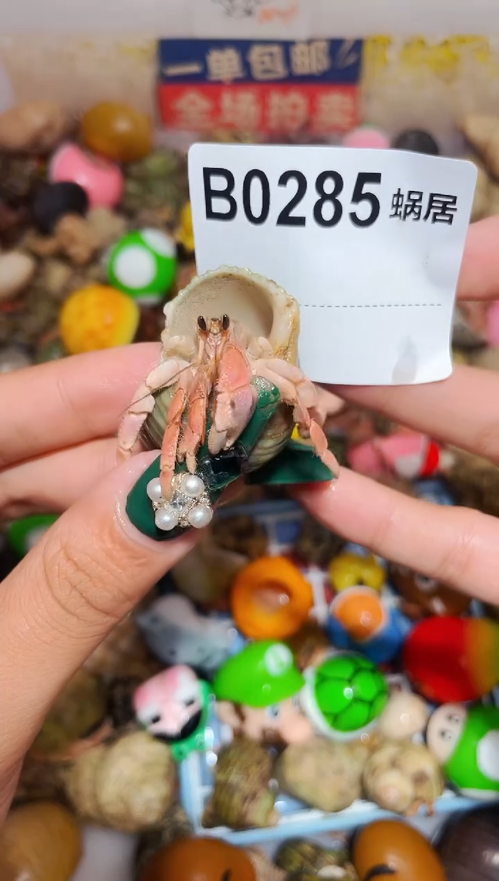 陌派甄选寄居蟹0285