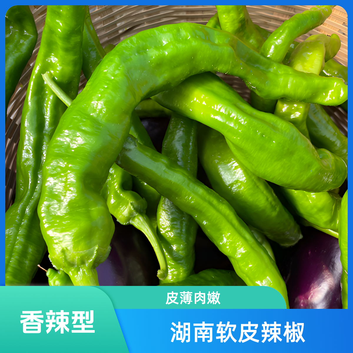 湖南露天种植软皮辣椒（微辣）