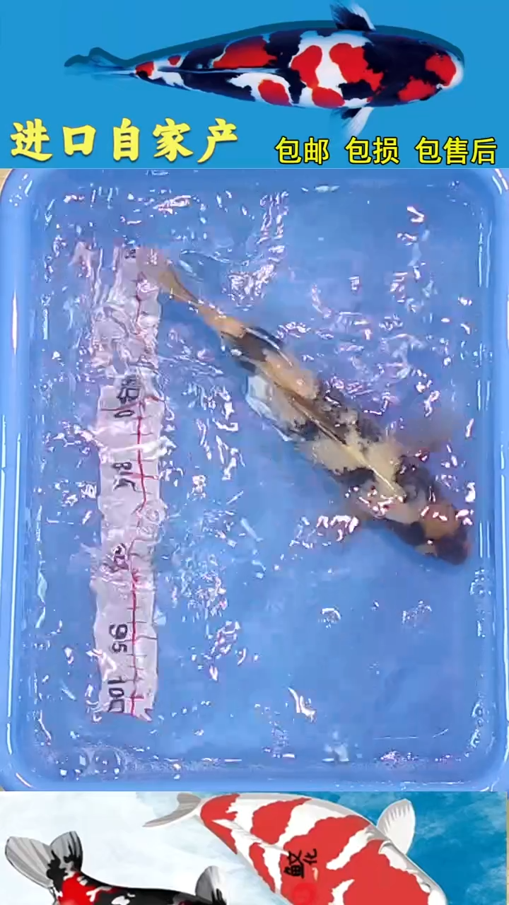 锦鲤悦鲤阁2025/12/26--54