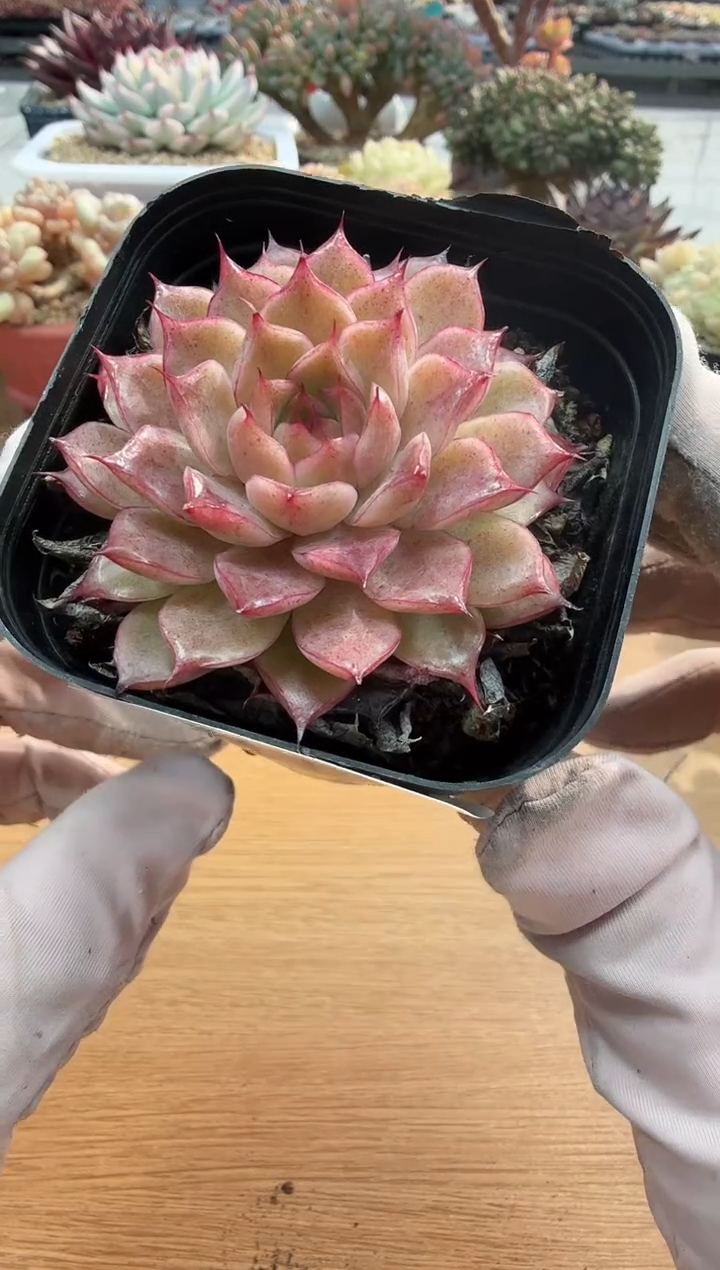 东云多肉园二店-157