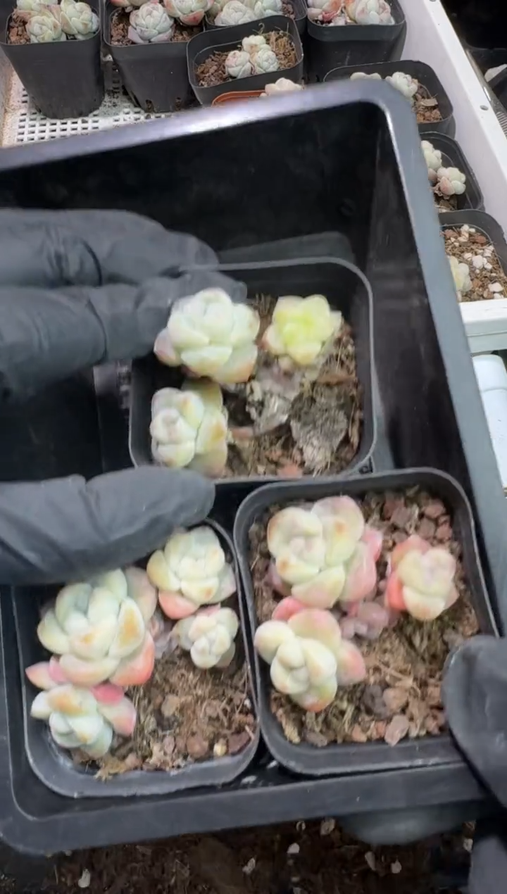 【闪购商品】64号到手一框-江北一物一拍